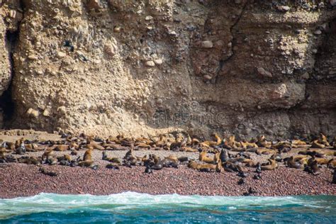 Fur Seals On The Islands Of Ballestas In Peru Stock Image Image Of