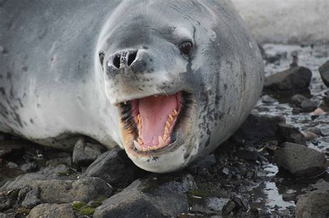 Peeking Into The Underwater World Of Leopard Seals