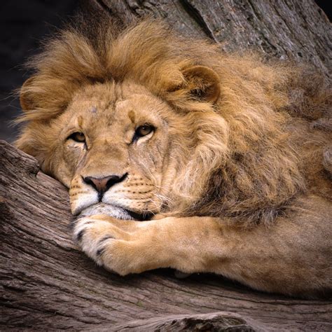 Lass dich von einer der faszinierendsten raubkatzen in den köwenbilder. Löwe Foto & Bild | tiere, zoo, wildpark & falknerei ...