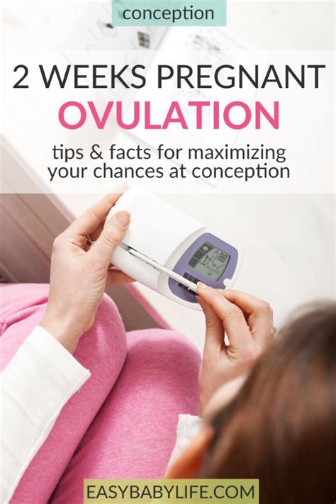 2 Weeks Pregnant Means Ovulation Learn How To Max Your Chances