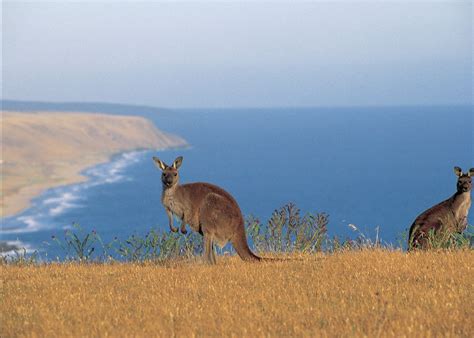 This map was created by a user. Visit Kangaroo Island on a trip to Australia | Audley Travel