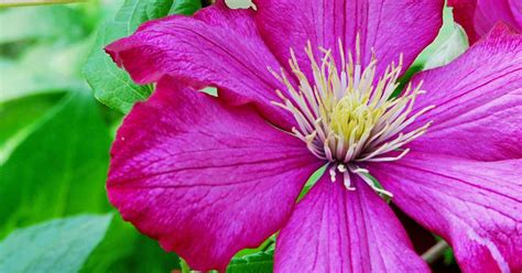 Maybe you would like to learn more about one of these? How to grow and care for clematis | lovethegarden