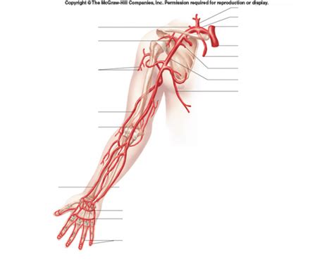 Arteries Of The Arm Quiz