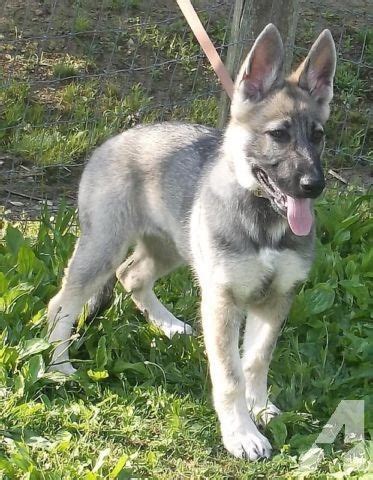 I have some solid black , black and tan, and some black and red. King German Shepherd Wolf Mix | Dogs Breeds | Shepherd dog ...