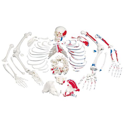 Human Skeleton Model Skeleton For Anatomy Plastic Skeleton Model