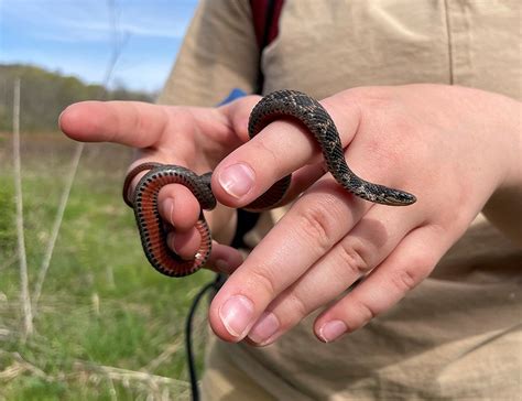 Indiana Dnr Finds New Population Of Endangered Snake