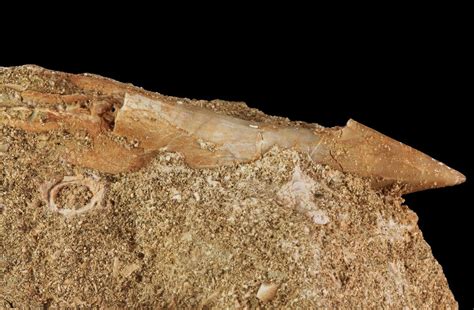 Bargain 19 Cretaceous Sawfish Onchosaurus Rostral Barb Morocco