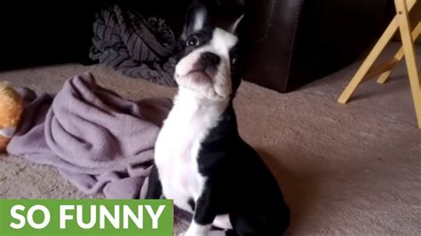 Boston Terrier Puppy Adorably Scared Of Own Fart Youtube