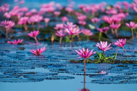 Pink And Red Lotus Lake At Udonthani Thailand Stock Image Image Of