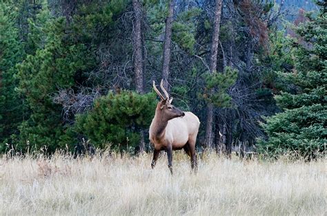 Jasper National Park Home To North Americas Rarest Animals Qeeq Blog
