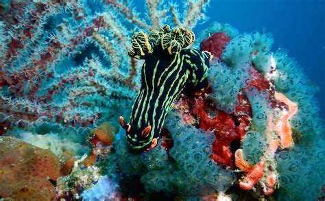 World Class Dive Sites Of Puerto Galera Scandi Divers Resort