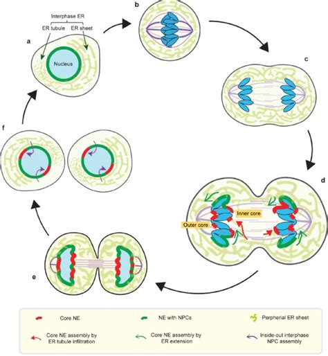 Interphase Definition And Examples Biology Online Dictionary