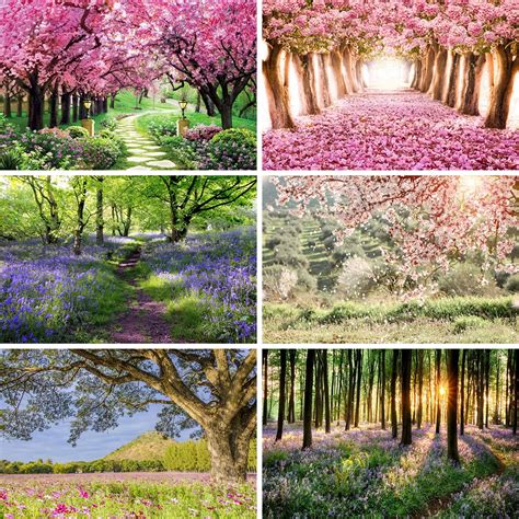 Spring Flower Tree Background Laeacco Spring Forest Flowers Forest