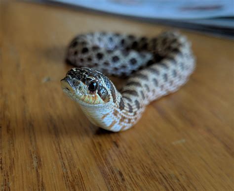 Bacon Bit Being Adorable Snakes Baby Snakes Hognose Snake Pet Snake