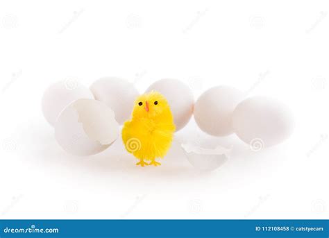 A Little Easter Chicken Hatched Out Of An Egg Stock Photo Image Of