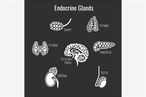 Endocrine Glands Icons Illustrator Graphics ~ Creative Market