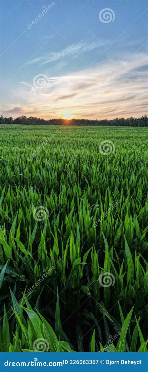 Aerial Panoramic View Taken By A Drone Of A Corn Field Agriculture