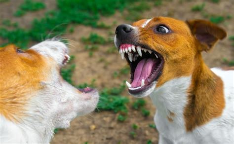 How To Stop Dog Aggression Toward Other Dogs Canine Campus Dog