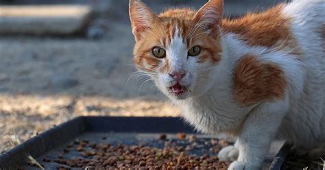 Cats In Cyprus Given Anti Covid Pills To Fight Deadly Feline Outbreak