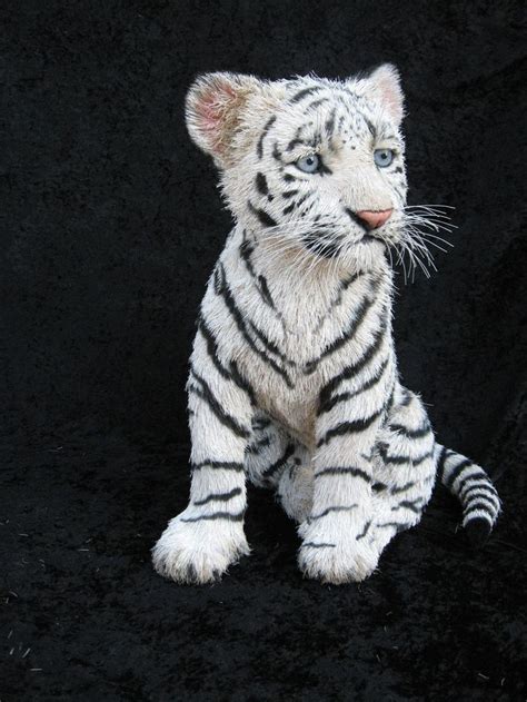The 25 Best Tiger Cubs Ideas On Pinterest Tiger Cub Cute Tigers And