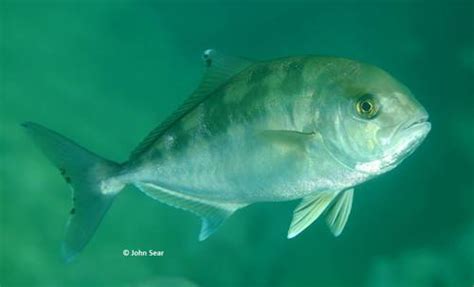 Samsonfish Fishes Of Cabbage Tree Bay Aquatic Reserve Sydney