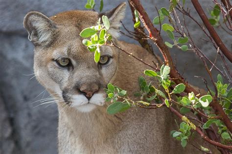 Wallpaper Cougar Puma Wild Cat Hd Widescreen High Definition Fullscreen