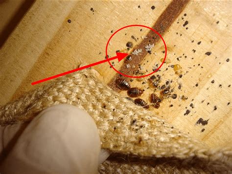 What Color Are Bed Bugs Identify Bed Bugs Easier