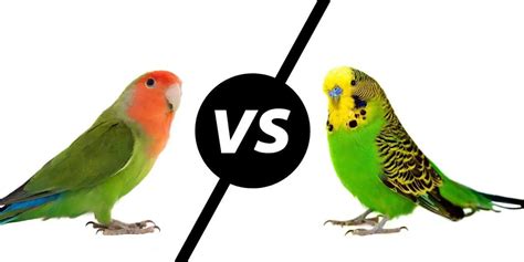 Differences Between Lovebirds And Parakeets Hutch And Cage