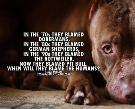Blame The People Not The Dogs Pitbulls Dogs Cesar Millan Quotes