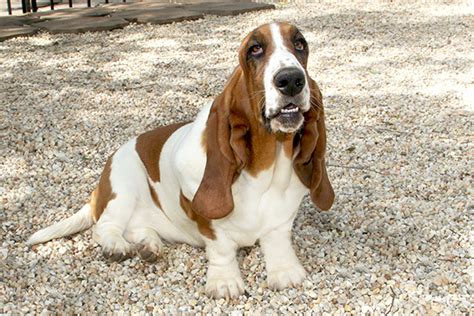 Learn more about great lakes basset hounds in michigan. Huggable Bassets Family Breeder of Purebred basset hound ...