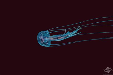 Pelagia Noctiluca Jellyfish Facts And Photos Seaunseen