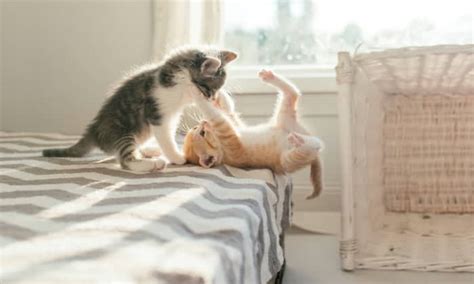 4 Reasons Why Cats Slap Each Other Cat Food Site
