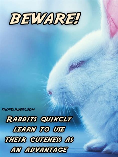 Only The Cutest Rabbit Pictures Advice Sayings Quotes Fluffyness Bunny