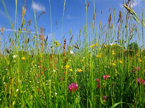 Wildflowers And Grasses Wild Flowers Wild Flower Meadow Meadow