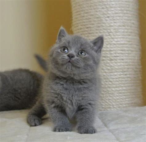 British Shorthair Kittens For Sale Postadsph