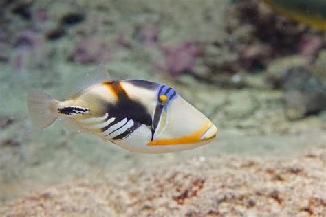 White Banded Triggerfish Churaumi Fish Encyclopedia Okinawa
