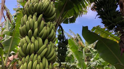 Perfect Summer Set To Deliver Wa Banana Growers Their Most Bountiful Season In More Than A