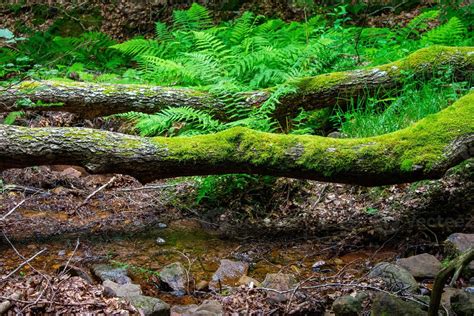 Fallen Tree Stump With Moss Blocking The Pathway 3023141 Stock Photo At