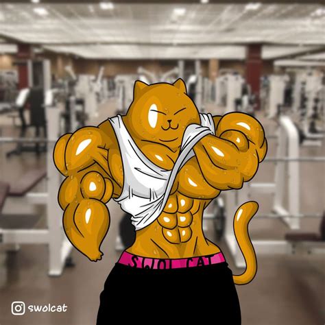 Gym Cat Cat Gym Cartoon Cat Cartoon