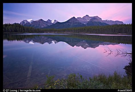 Picturephoto Bow Range Reflected In Herbert Lake Dawn Banff