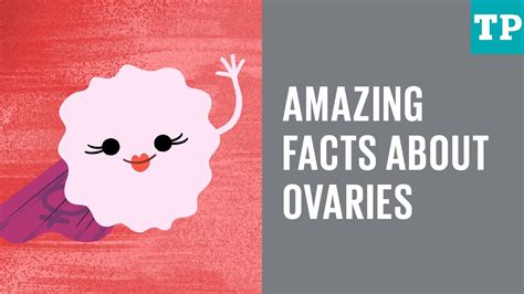 amazing facts about ovaries ⋆ leah rumack