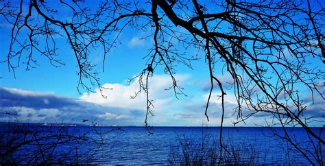 Free Images Landscape Sea Tree Water Nature Branch Winter