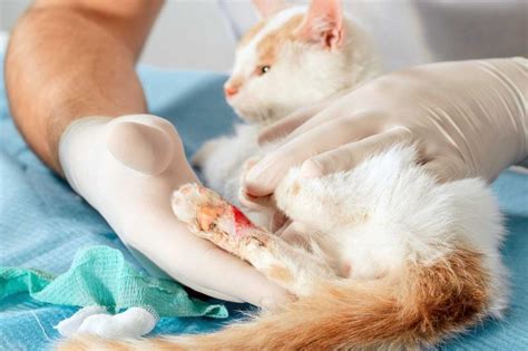 Cat Skin Wounds And How To Treat Them Lovetoknow Pets