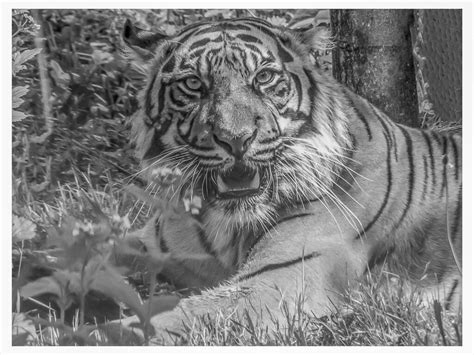 Sumatran Tiger Alan Campbell Flickr