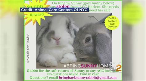 Bunny Stolen From Shelter Youtube