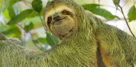 10 Surprisingly Chill Facts About Sloths The Fact Site