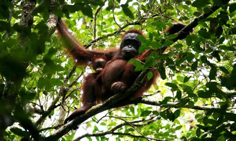 Living Among The Trees Five Animals That Depend On