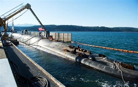 Seals Sunbathe Aboard The Uss Maine Submarine At Naval Base Kitsap