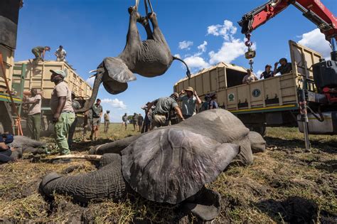 African Parks On Twitter The Translocation Of 263 Elephants From