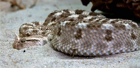 Vipersand Vipersnakereptileanimal Free Image From